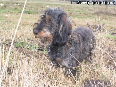 Rauhhaardackel (Zwergdackel) Hunde Foto 8636 Rauhhaardackel (Zwergdackel) Nele ganz aufmerksam.Da war doch was ?