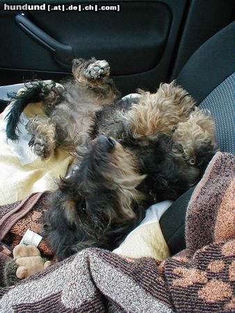 Rauhhaardackel (Zwergdackel) Hunde Foto 5868 Rauhhaardackel (Zwergdackel) Unsere kleine Nele ganz entspannt im Auto...