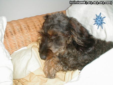 Rauhhaardackel (Zwergdackel) Hunde Foto 5966 Rauhhaardackel (Zwergdackel) Nele im Bett