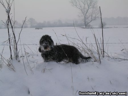 Rauhhaardackel (Zwergdackel) Hunde Foto 9673 Rauhhaardackel (Zwergdackel) Nele im Schnee