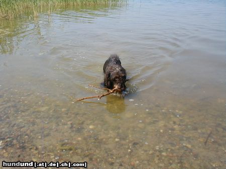 Rauhhaardackel (Zwergdackel) Hunde Foto 5870 Rauhhaardackel (Zwergdackel) Nele die kleine Wasserratte.Sie taucht sogar....