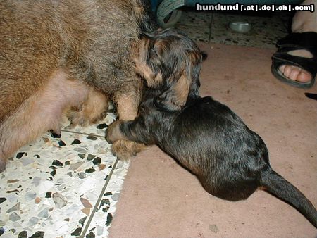 Rauhhaardackel (Zwergdackel) Hunde Foto 6379 Rauhhaardackel (Zwergdackel) Nele klammert sich an die Beine von ihrer Mama