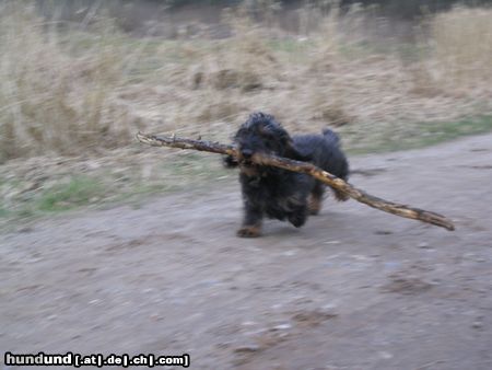 Rauhhaardackel (Zwergdackel) Hunde Foto 9652 Rauhhaardackel (Zwergdackel) ...die kleine Nele ganz stark...