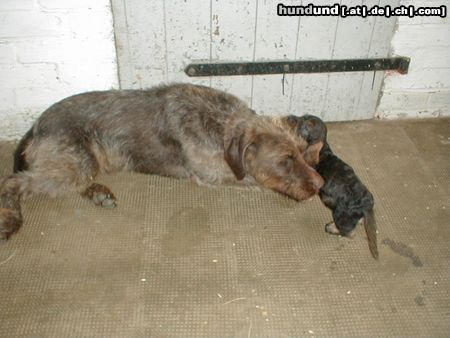 Rauhhaardackel (Zwergdackel) Hunde Foto 6380 Rauhhaardackel (Zwergdackel) Nele mit der großen Bella