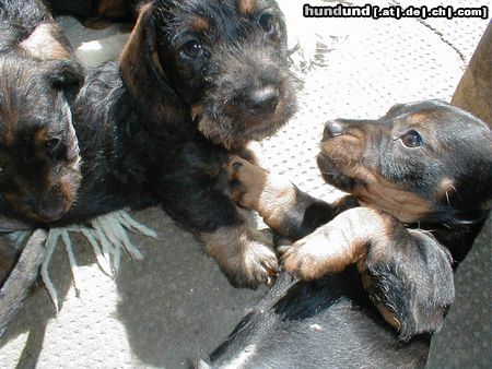 Rauhhaardackel (Zwergdackel) Hunde Foto 6381 Rauhhaardackel (Zwergdackel) Nele mit ihren Brüdern