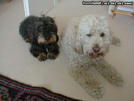 Rauhhaardackel (Zwergdackel) Hunde Foto 5963 Rauhhaardackel (Zwergdackel) Nele mit ihren besten Freund Felix.