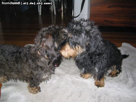 Rauhhaardackel (Zwergdackel) Hunde Foto 17161 Rauhhaardackel (Zwergdackel) ganz verliebt, Nele & Günni