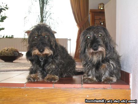 Rauhhaardackel (Zwergdackel) Hunde Foto 9674 Rauhhaardackel (Zwergdackel) Nele mit ihrer Tante Stina