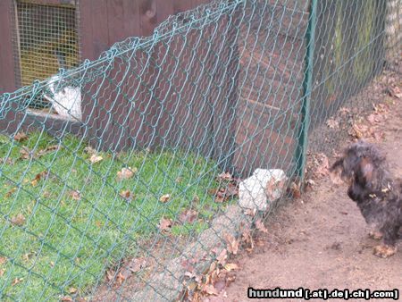 Rauhhaardackel (Zwergdackel) Hunde Foto 8637 Rauhhaardackel (Zwergdackel) Nele hat einen Hasen entdeckt.....