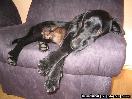 Rauhhaardackel (Zwergdackel) Hunde Foto 8330 Rauhhaardackel (Zwergdackel) Meine Stiefschwester und ich...Paul