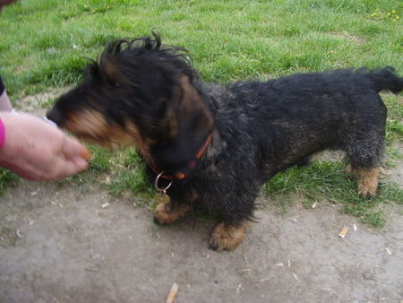 Rauhhaardackel (Zwergdackel) Hunde Foto 38832 Rauhhaardackel (Zwergdackel) Bist du aber nett dankeschön