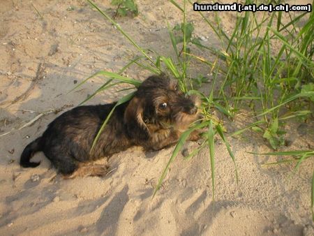Rauhhaardackel (Zwergdackel) Hunde Foto 6275 Rauhhaardackel (Zwergdackel) Odini
