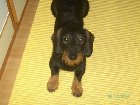 Rauhhaardackel (Zwergdackel) Hunde Foto 37752 Rauhhaardackel (Zwergdackel)