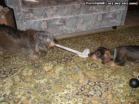 Rauhhaardackel (Zwergdackel) Hunde Foto 7387 Rauhhaardackel (Zwergdackel) die arme socke