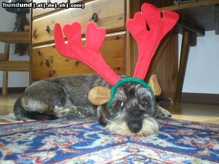 Rauhhaardackel (Zwergdackel) Hunde Foto 15643 in höherer Auflösung ansehen Rauhhaardackel (Zwergdackel) Ja!!! Ich habe Rudolf gefressen!