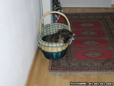 Rauhhaardackel (Zwergdackel) Hunde Foto 15672 in höherer Auflösung ansehen Rauhhaardackel (Zwergdackel) Beeilt euch, Poldi muss pipi!