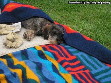 Rauhhaardackel (Zwergdackel) Hunde Foto 15645 in höherer Auflösung ansehen Rauhhaardackel (Zwergdackel) War das anstrengend!!!