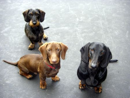 Rauhhaardackel (Zwergdackel) Hunde Foto 34106 Rauhhaardackel (Zwergdackel) Bodo, Hektor & Maron