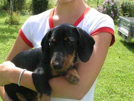 Rauhhaardackel (Zwergdackel) Hunde Foto 26918 in höherer Auflösung ansehen Rauhhaardackel (Zwergdackel) Balthasar