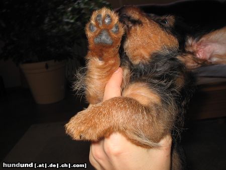 Rauhhaardackel (Zwergdackel) Hunde Foto 8350 Rauhhaardackel (Zwergdackel)