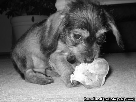 Rauhhaardackel (Zwergdackel) Hunde Foto 8375 Rauhhaardackel (Zwergdackel) Hab Nike`s Knochen geklaut...
