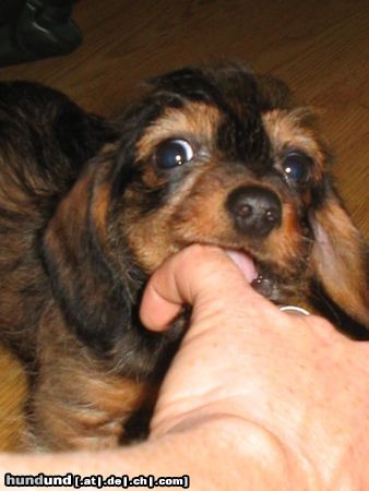 Rauhhaardackel (Zwergdackel) Hunde Foto 8329 Rauhhaardackel (Zwergdackel) Hallo...bin neu hier