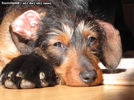 Rauhhaardackel (Zwergdackel) Hunde Foto 9378 Rauhhaardackel (Zwergdackel) Ich lebe auf grossem Fuss...