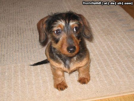 Rauhhaardackel (Zwergdackel) Hunde Foto 17105 in höherer Auflösung ansehen Rauhhaardackel (Zwergdackel)