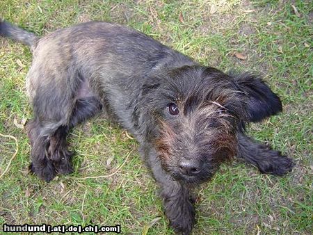 Rauhhaardackel (Zwergdackel) Hunde Foto 10066 Rauhhaardackel (Zwergdackel) Dascha (RauhaarDackel-CairnTerrierMix)