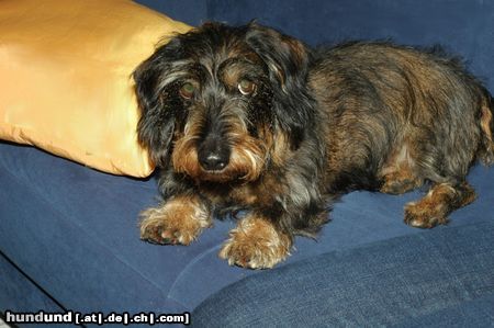 Rauhhaardackel (Zwergdackel) Hunde Foto 19879 Rauhhaardackel (Zwergdackel) Ich bin der Räuber