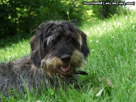 Rauhhaardackel (Zwergdackel) Hunde Foto 5576 Rauhhaardackel (Zwergdackel) Rüdiger beim Ausruhen