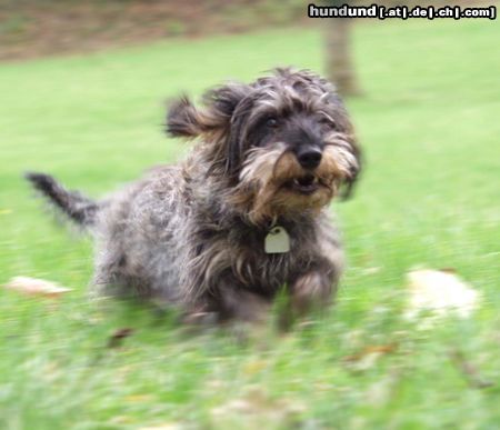 Rauhhaardackel (Zwergdackel) Hunde Foto 5575 Rauhhaardackel (Zwergdackel) Rüdiger beim Austoben