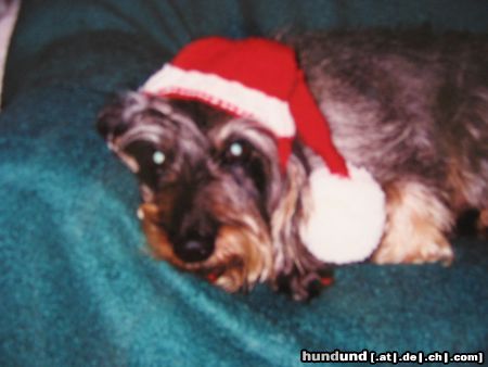 Rauhhaardackel (Zwergdackel) Hunde Foto 12627 Rauhhaardackel (Zwergdackel) Raudi (10 Jahre), der Weihnachtsdackel