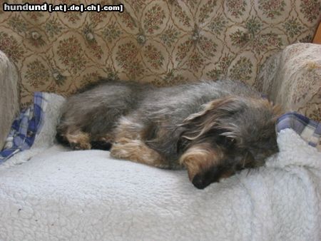 Rauhhaardackel (Zwergdackel) Hunde Foto 15260 Rauhhaardackel (Zwergdackel) Raudi ist müde