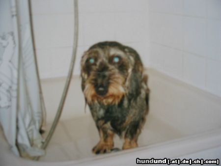 Rauhhaardackel (Zwergdackel) Hunde Foto 15261 Rauhhaardackel (Zwergdackel) Raudi findet :Duschen ist nicht meine Welt!