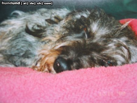Rauhhaardackel (Zwergdackel) Hunde Foto 15262 in höherer Auflösung ansehen Rauhhaardackel (Zwergdackel) Raudi, von was (oder wem) er wohl träumt...?