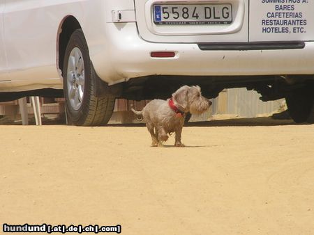 Rauhhaardackel (Zwergdackel) Hunde Foto 23143 Rauhhaardackel (Zwergdackel) Bobby au Spanien (Marbella)