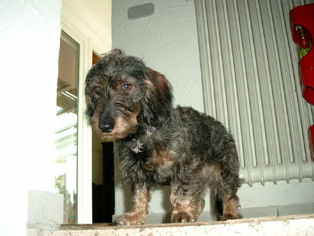 Rauhhaardackel (Zwergdackel) Hunde Foto 34945 in höherer Auflösung ansehen Rauhhaardackel (Zwergdackel) Verwandte von Foto 34512 ???