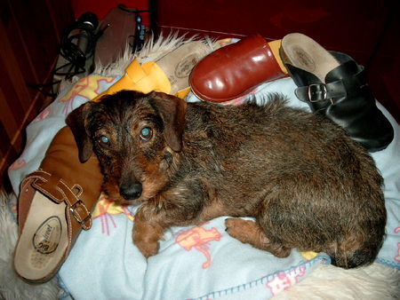 Rauhhaardackel (Zwergdackel) Hunde Foto 34947 in höherer Auflösung ansehen Rauhhaardackel (Zwergdackel) Ich liebe schuhe !!! Von jedem einen !