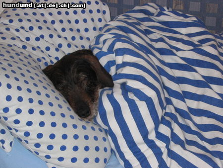 Rauhhaardackel (Zwergdackel) Hunde Foto 25206 Rauhhaardackel (Zwergdackel)