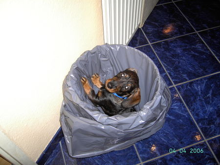Rauhhaardackel (Zwergdackel) Hunde Foto 31775 Rauhhaardackel (Zwergdackel) Was hab ich jetzt angestellt?????Norris 4 Monate