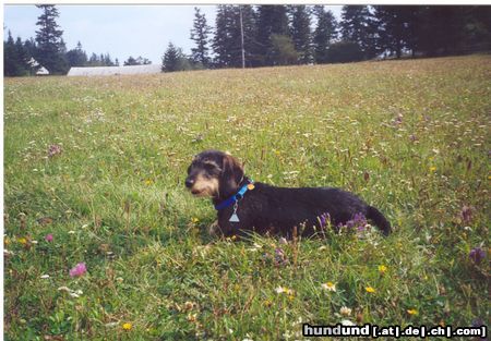 Rauhhaardackel (Zwergdackel) Hunde Foto 4594 Rauhhaardackel (Zwergdackel) Das ist mein Dackelrüde Tommy