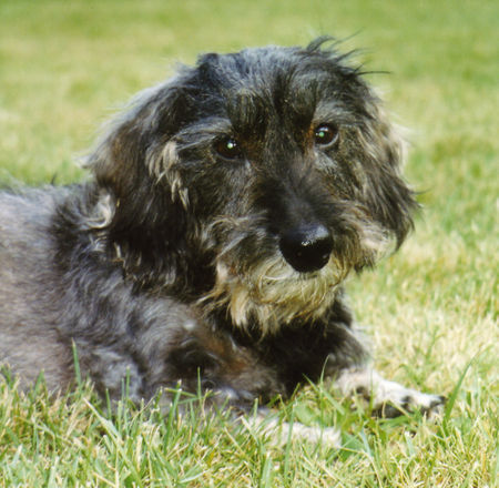 Rauhhaardackel (Zwergdackel) Hunde Foto 31827 in höherer Auflösung ansehen Rauhhaardackel (Zwergdackel)
