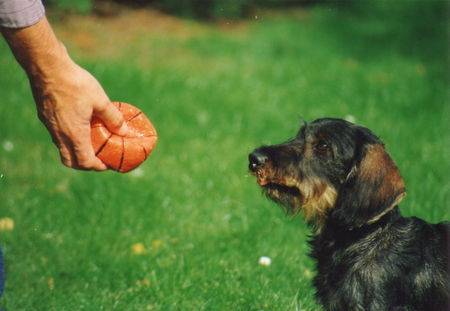 Rauhhaardackel (Zwergdackel) Hunde Foto 31828 in höherer Auflösung ansehen Rauhhaardackel (Zwergdackel) Nun wirf schon endlich!