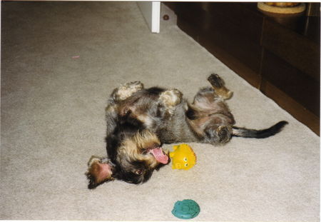 Rauhhaardackel (Zwergdackel) Hunde Foto 31826 in höherer Auflösung ansehen Rauhhaardackel (Zwergdackel)