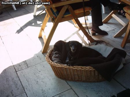 Rauhhaardackel (Zwergdackel) Hunde Foto 3923 Rauhhaardackel (Zwergdackel)