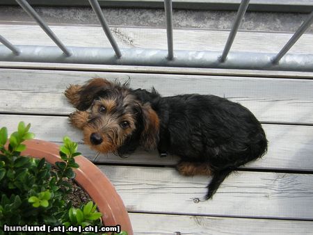 Rauhhaardackel (Zwergdackel) Hunde Foto 13802 Rauhhaardackel (Zwergdackel) Valentin trocknet sich selbst am liebsten in der Sonne