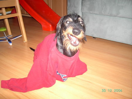Rauhhaardackel (Zwergdackel) Hunde Foto 36708 Rauhhaardackel (Zwergdackel) Die gehn mir am Sack