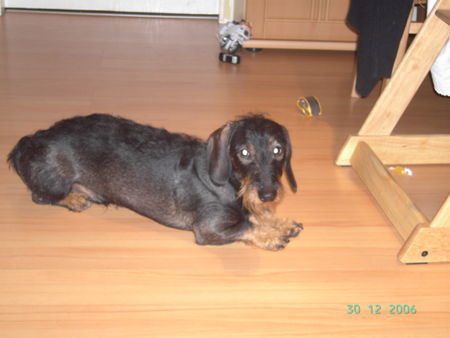 Rauhhaardackel (Zwergdackel) Hunde Foto 37057 Rauhhaardackel (Zwergdackel) Für heut hab ich aber schon genug wuff