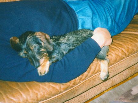 Rauhhaardackel (Zwergdackel) Hunde Foto 37092 in höherer Auflösung ansehen Rauhhaardackel (Zwergdackel) Siesta mit Herrchen